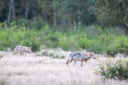 Zwei Wolfswelpen streifen durch die Kernzone der Döberitzer Heide: Eigentlich sei das neu auserkorene Gebiet zu klein für ein Rudel, so das Landesumweltamt.