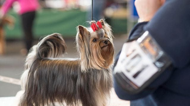 Internationale Rassehunde-Ausstellung