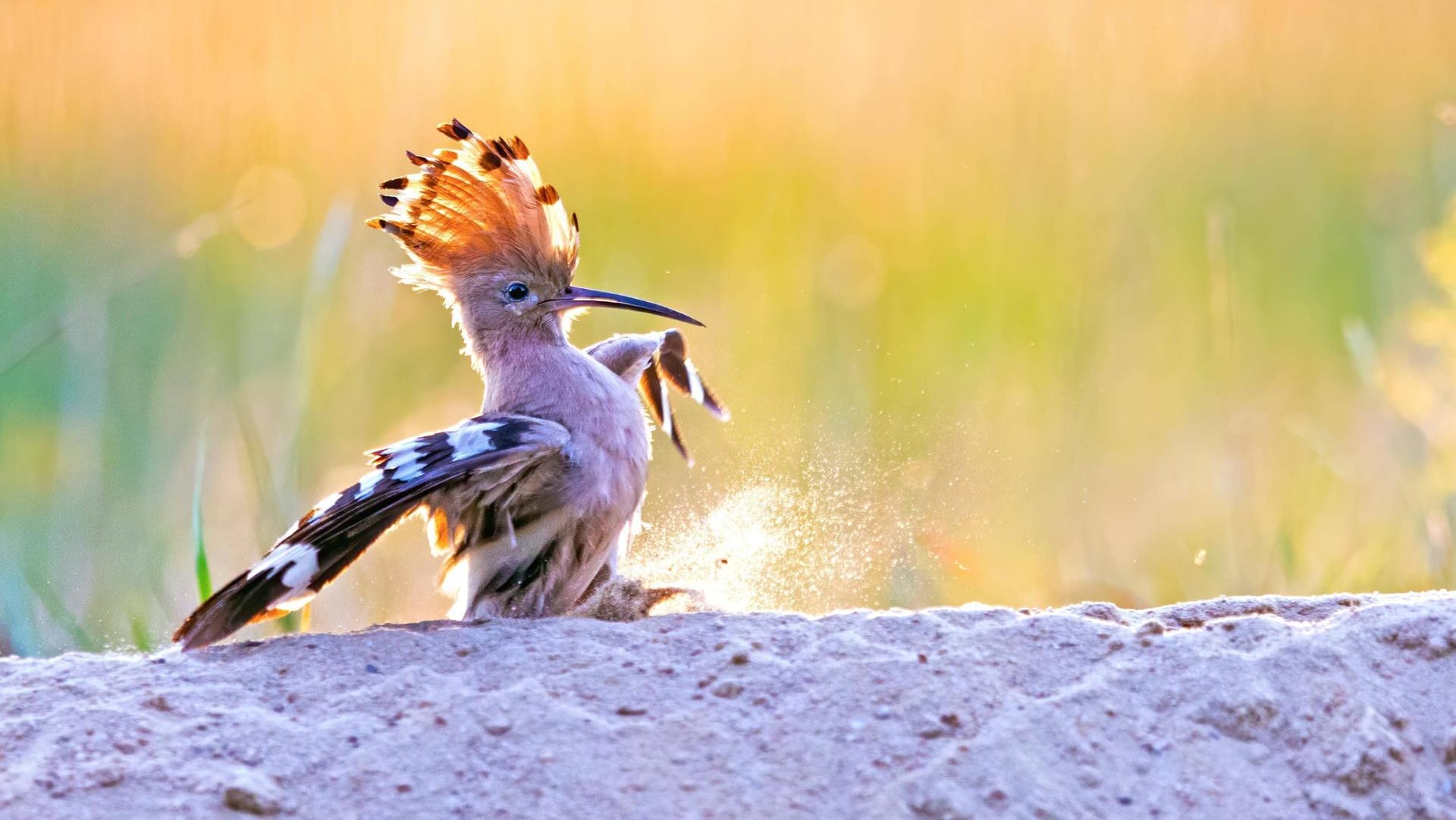 Ein Wiedehopf nimmt ein Sandbad (Symbolbild): Die Vogelart ist in Deutschland heimisch, hat es jedoch zunehmend schwer, Futter und Brutplätze zu finden.