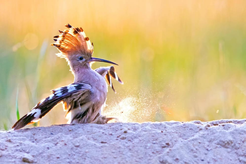 Ein Wiedehopf nimmt ein Sandbad (Symbolbild): Die Vogelart ist in Deutschland heimisch, hat es jedoch zunehmend schwer, Futter und Brutplätze zu finden.