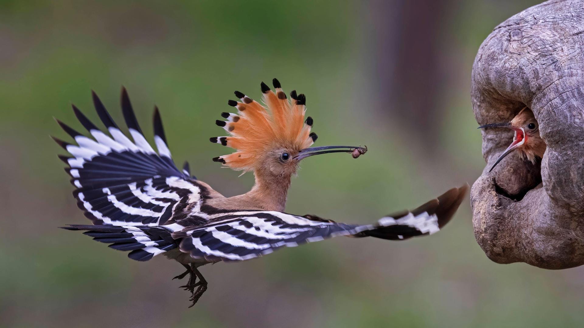 Ein Wiedehopf füttert seinen Nachwuchs (Symbolbild): Die Vogelart ist in Deutschland heimisch, hat es jedoch zunehmend schwer, Insekten, Würmer und Brutplätze zu finden.