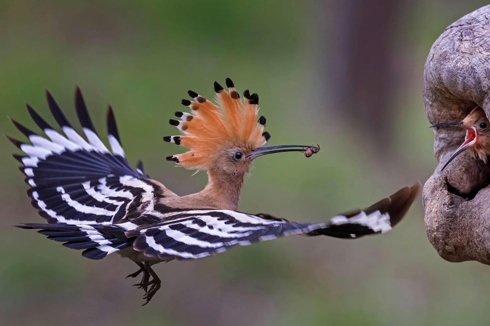 Ein Wiedehopf füttert seinen Nachwuchs (Symbolbild): Die Vogelart ist in Deutschland heimisch, hat es jedoch zunehmend schwer, Insekten, Würmer und Brutplätze zu finden.