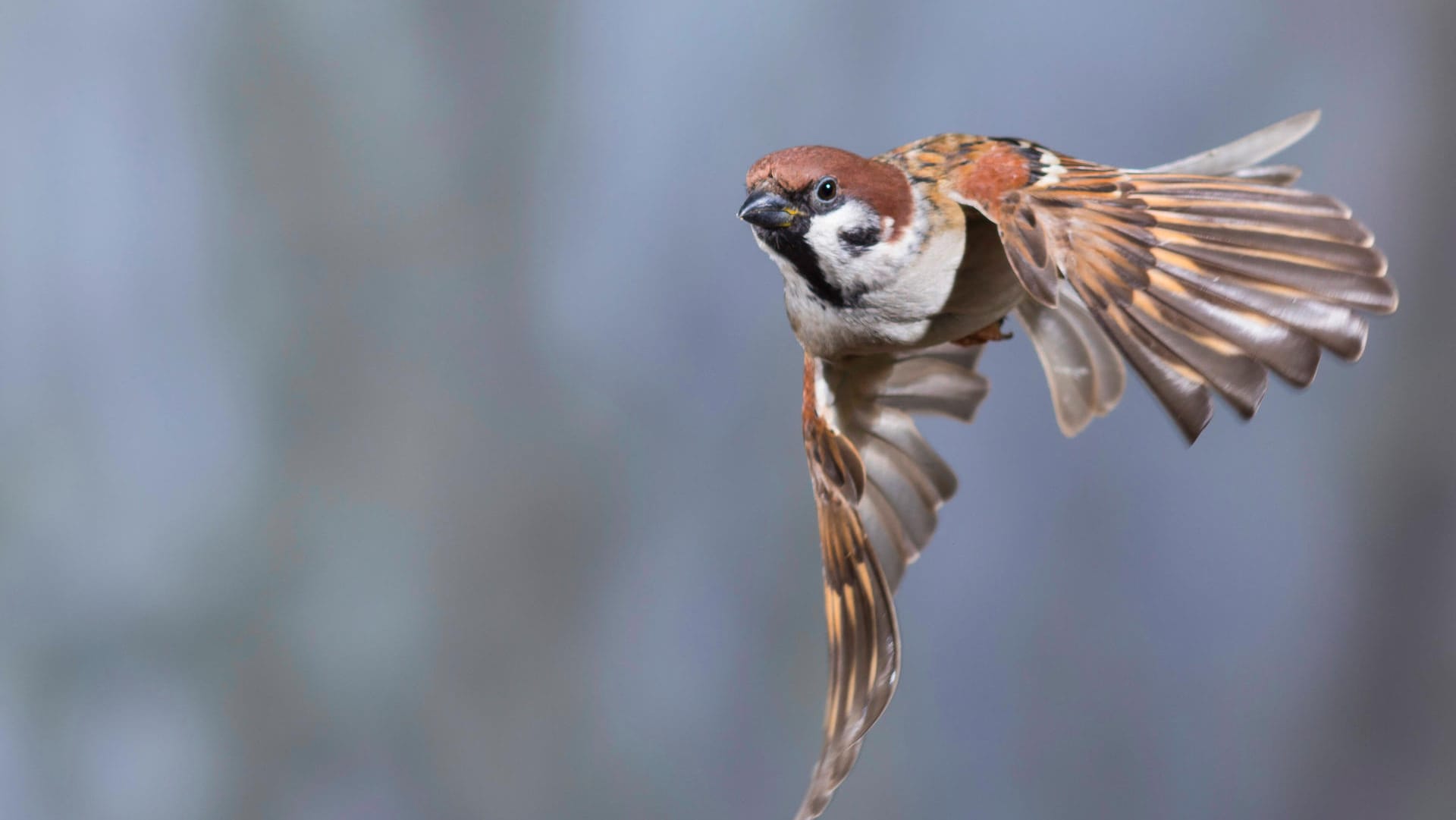 Ein Feldsperling im Anflug (Symbolbild): Der kleine Bruder des Haussperlings wird umgangssprachlich ebenfalls als "Spatz" bezeichnet. Auch er hat es nicht mehr so leicht wie früher.