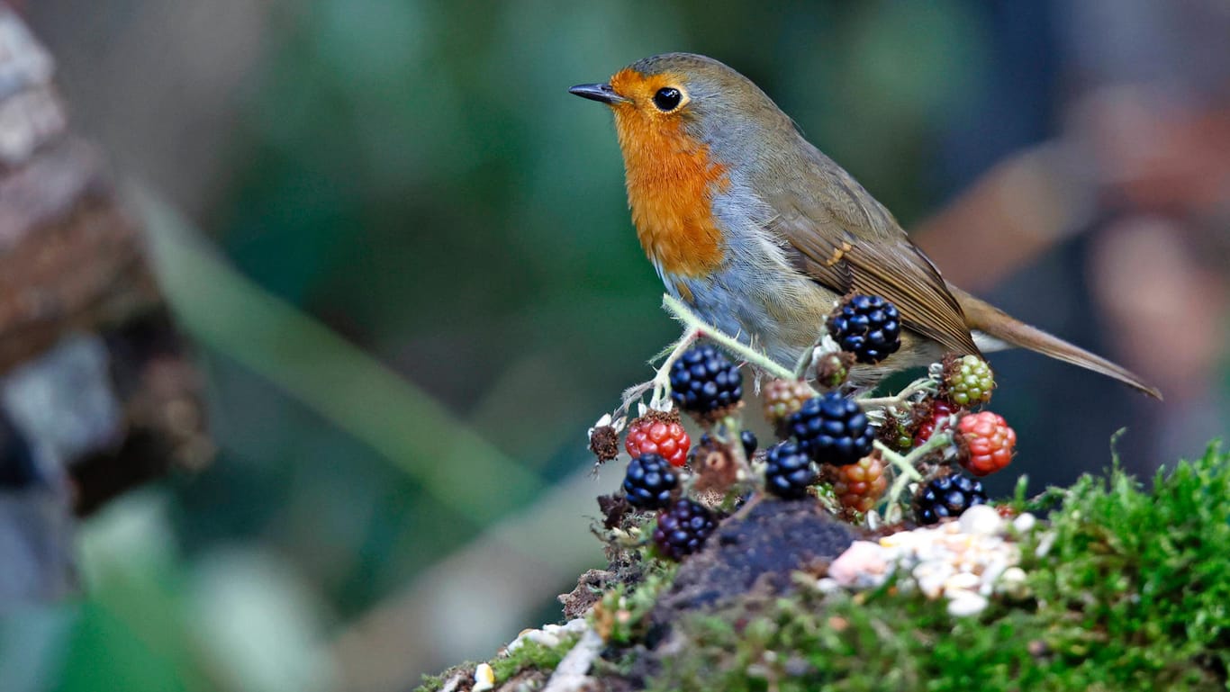 Ein Rotkehlchen sitzt auf einem Brombeerzweig (Symbolbild): Obwohl es nicht bedroht ist, leidet es wie alle 307 heimischen Vogelarten darunter, dass Lebensräume und Nahrung knapper werden.