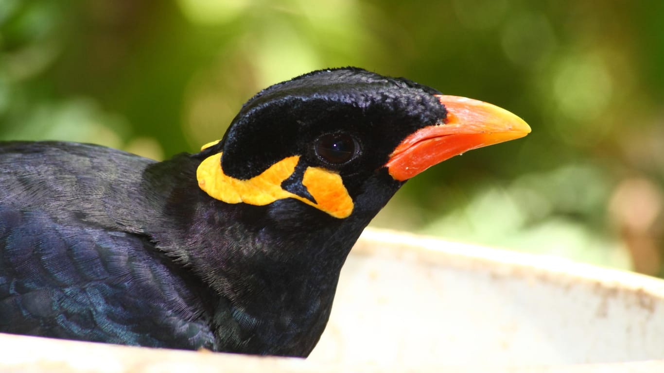Mynah-Vogel: Die Tiere leben eigentlich vor allem in Südostasien und können sprechen.