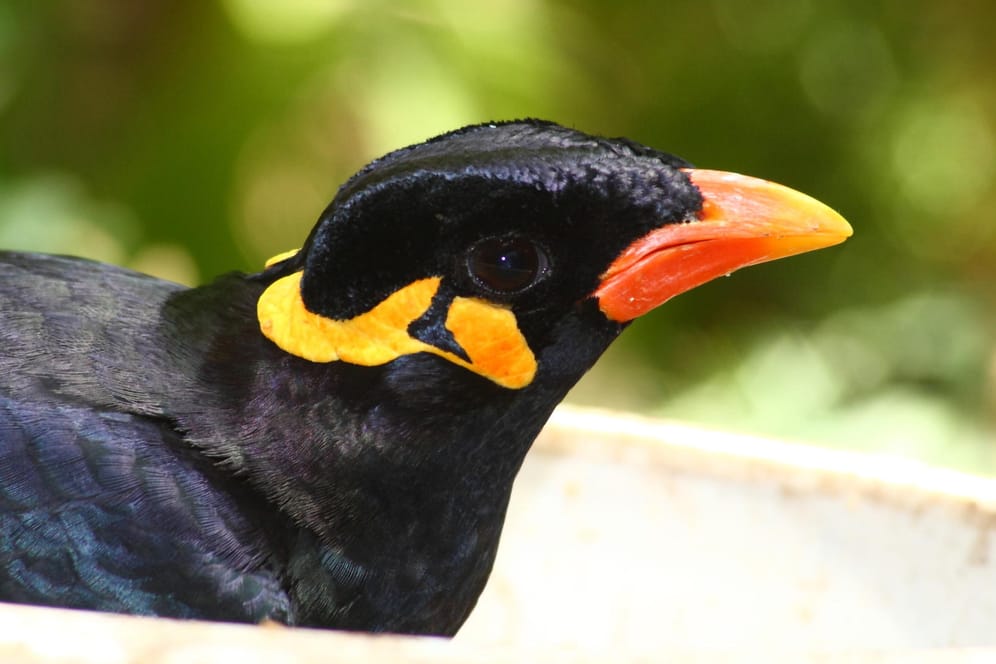 Mynah-Vogel: Die Tiere leben eigentlich vor allem in Südostasien und können sprechen.
