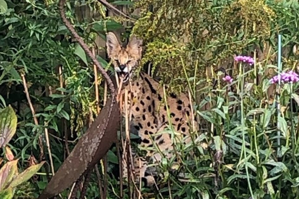 Stadtlohn, Nordrhein-Westfalen: Dieser Serval hat für einige Aufregung gesorgt.