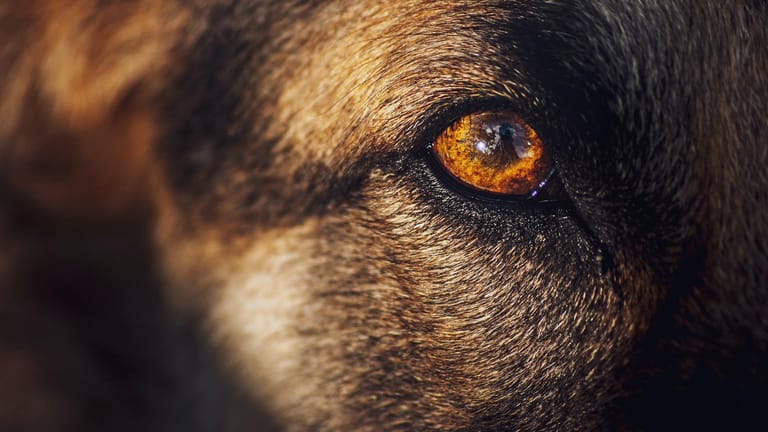 Auge eines Wolfes (Symbolbild): In Köln hat sich ein Killer herumgetrieben, der als Werwolf verkleidet war.