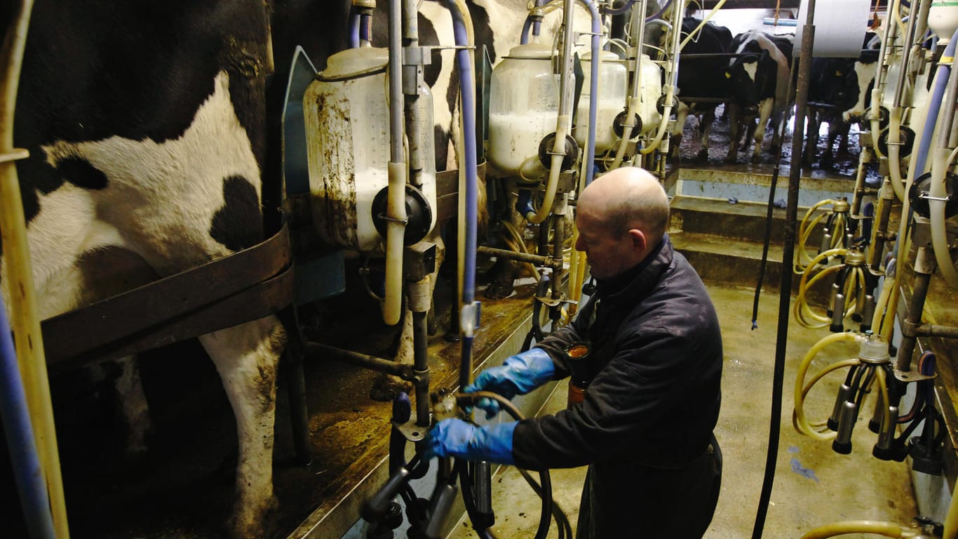 Ein Bauer melkt seine Kühe (Symbolbild): In Großbritannien schütten einige Bauern ihre Milch weg.