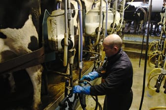 Ein Bauer melkt seine Kühe (Symbolbild): In Großbritannien schütten einige Bauern ihre Milch weg.