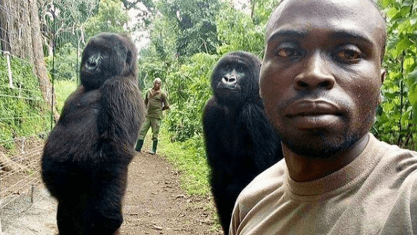 Dieses Foto wurde weltweit geteilt: Parkranger Mathieu Shamavu mit Ndakasi und Ndeze.