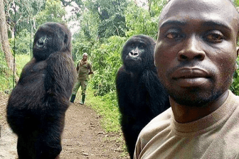 Dieses Foto wurde weltweit geteilt: Parkranger Mathieu Shamavu mit Ndakasi und Ndeze.