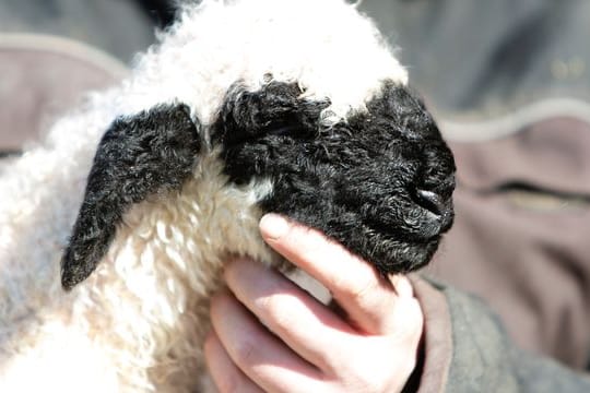 Walliser Schwarznasenschaf