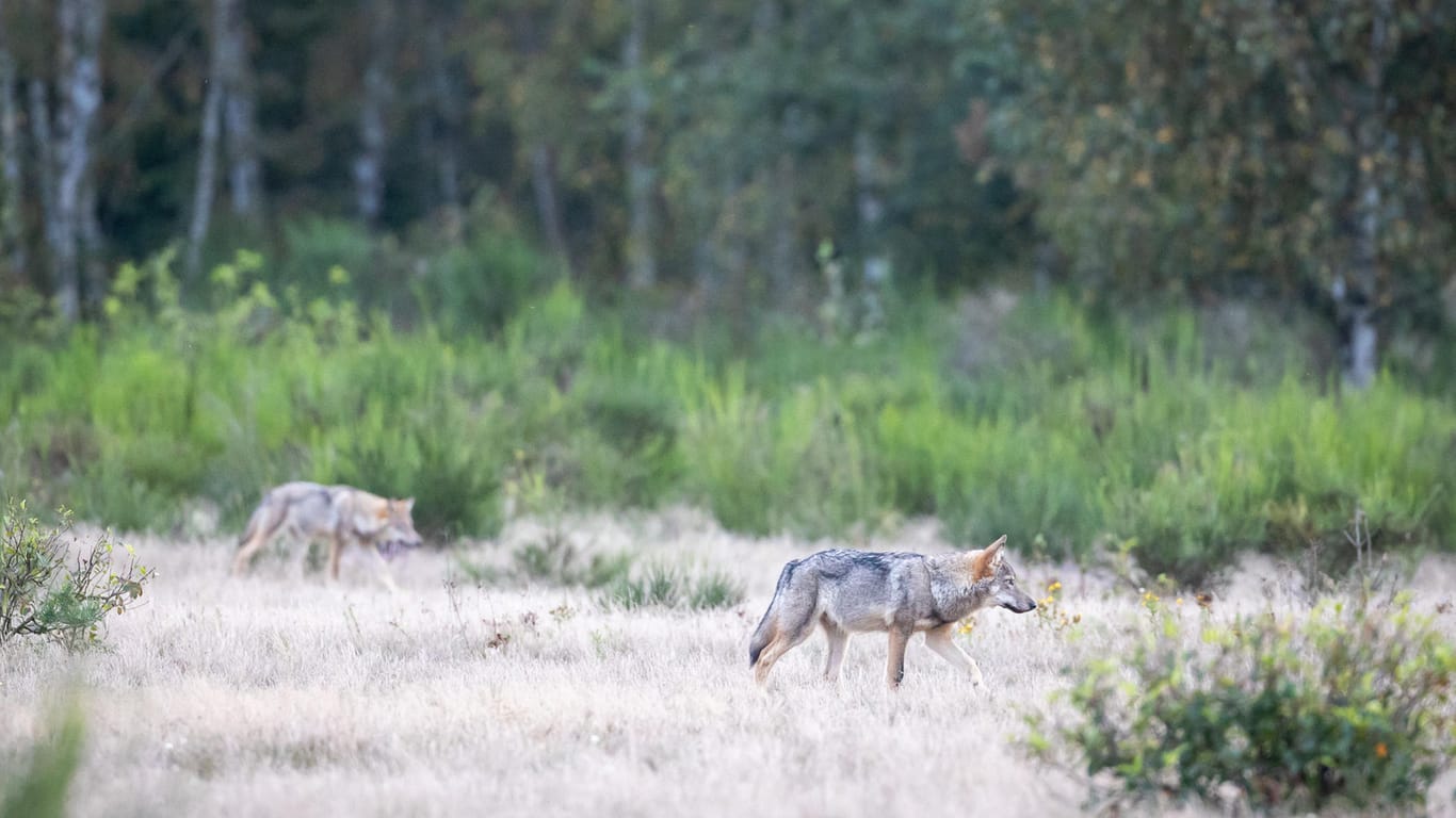 Zwei Wolfswelpen streifen durch die Kernzone der Döberitzer Heide: Hier wurde ein Rudel Wölfe gesichtet.