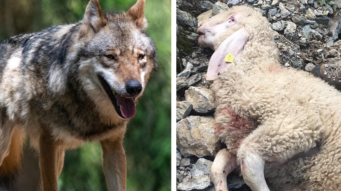 Wo sich Wölfe niederlassen, bangen Landwirte um ihre Tiere: "Die Intensität der Angriffe wird sich steigern", befürchtet ein Brandenburger Schäfer.