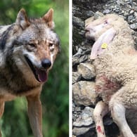 Wo sich Wölfe niederlassen, bangen Landwirte um ihre Tiere: "Die Intensität der Angriffe wird sich steigern", befürchtet ein Brandenburger Schäfer.