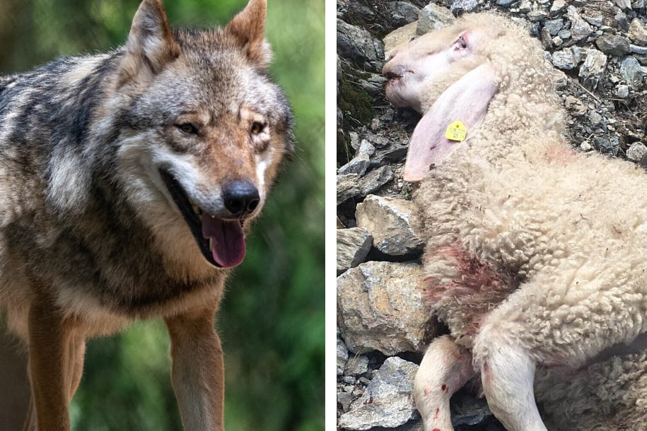 Wo sich Wölfe niederlassen, bangen Landwirte um ihre Tiere: "Die Intensität der Angriffe wird sich steigern", befürchtet ein Brandenburger Schäfer.