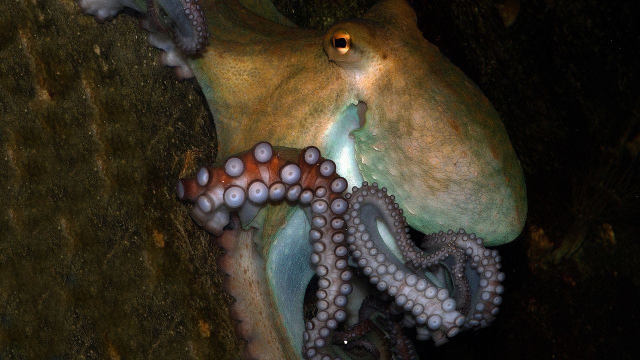 Ein Gemeiner Krake (Octopus vulgaris) im Wiener Haus des Meeres.
