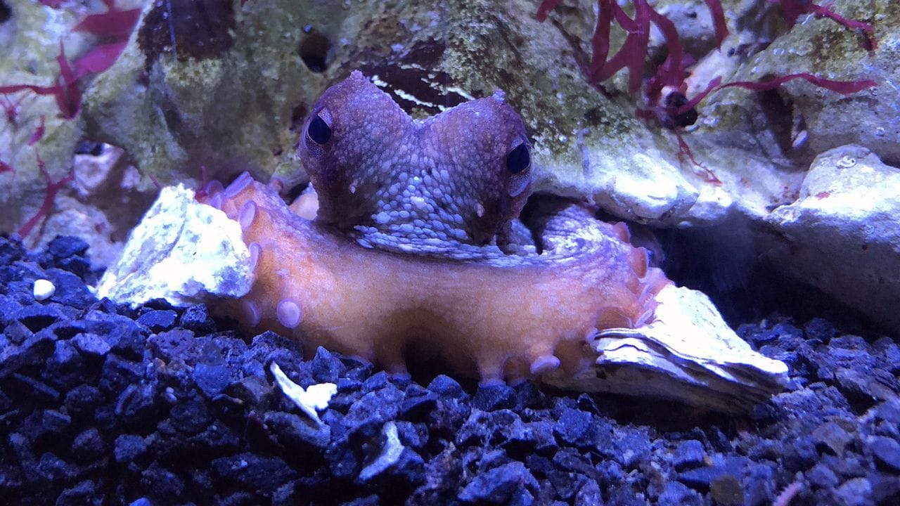 Ein Gemeiner Krake (Octopus vulgaris) im Wiener Haus des Meeres.