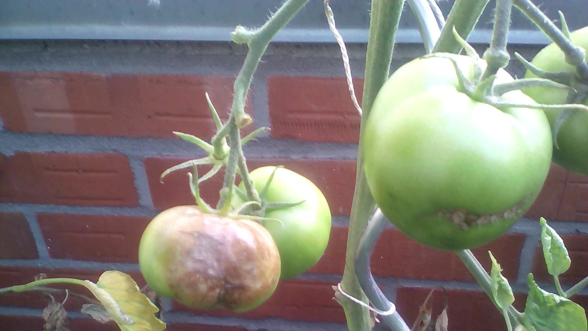 Balkontomaten: Sie sind wegen des schlechten Wetters von Krankheiten befallen.