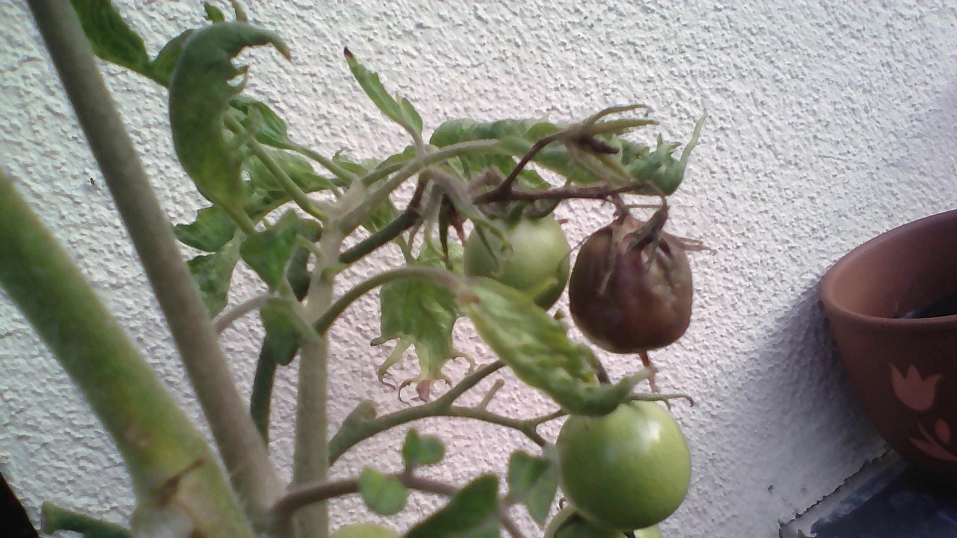 Balkontomaten: Verfaulte statt rote Früchte hängen an den Zweigen.