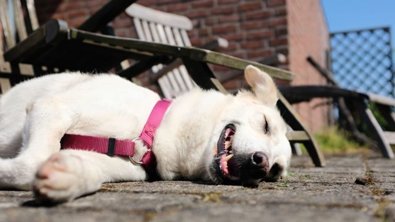 Eine Hund liegt bei sommerlichen Temperaturen erschöpft auf den Steinen einer Terrasse (Symbolbild): In keiner anderen NRW-Stadt gab es in den letzten Jahren so viele Hitzetage wie in Köln.