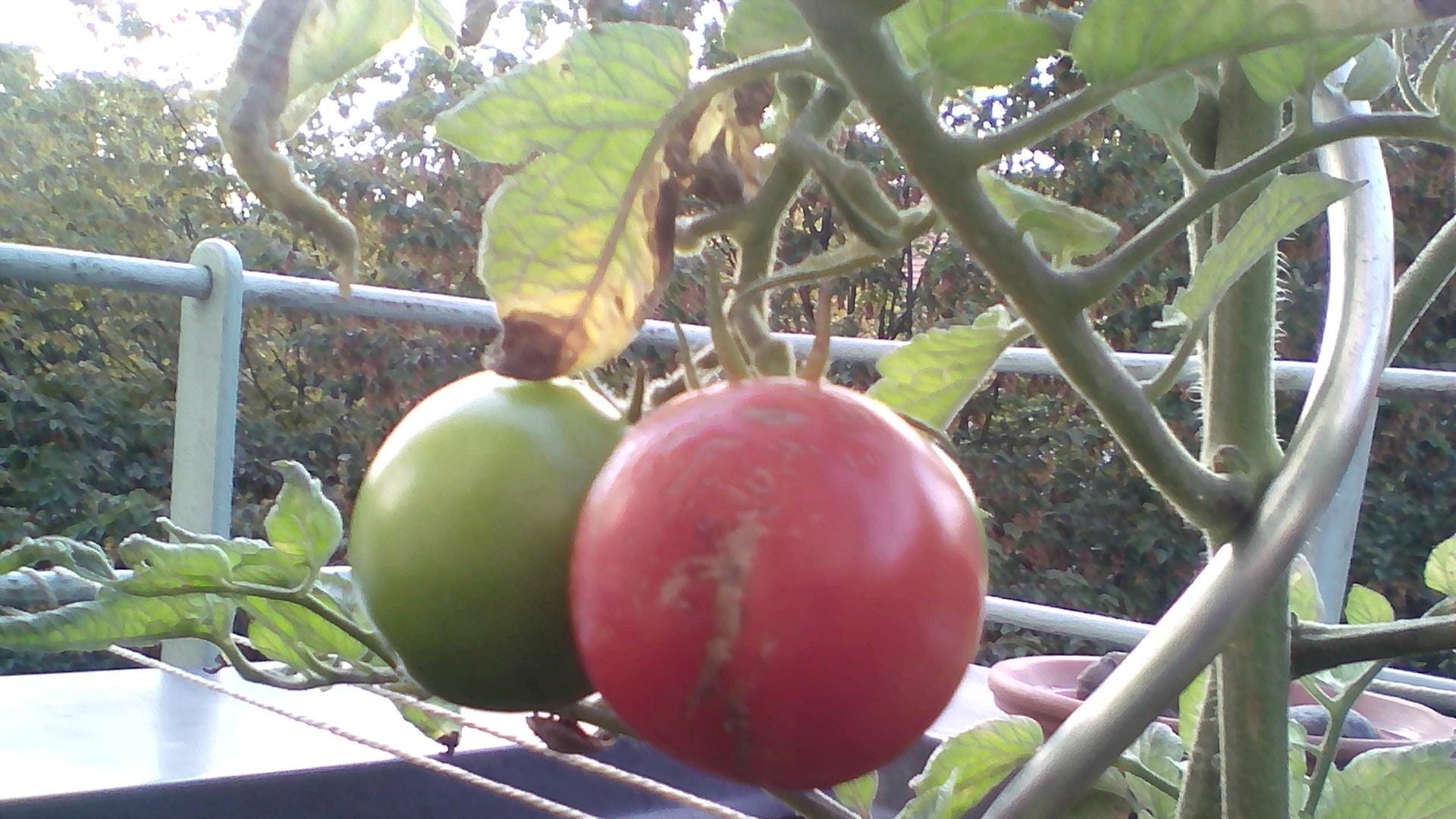 Balkontomaten: Gesunde Blätter und Früchte sehen anders aus.