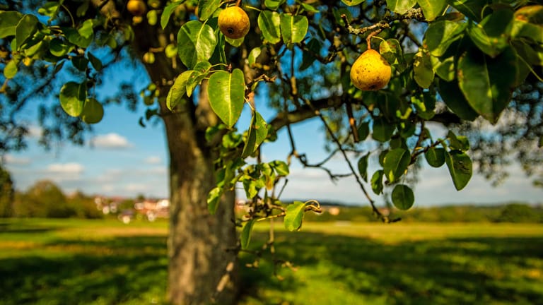 Birnbaum pflanzen So geht's