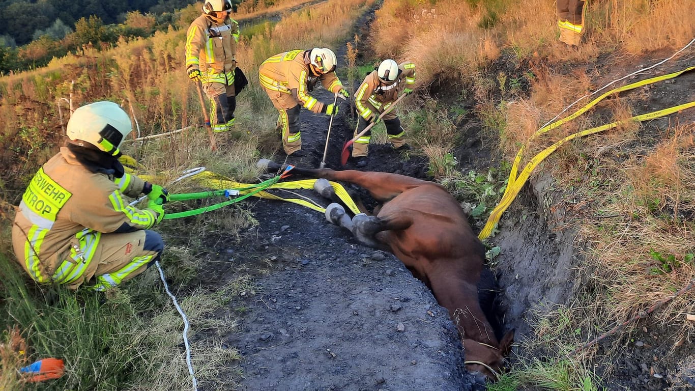 Das Pferd liegt im Graben: Es musste von der Feuerwehr gerettet werden.