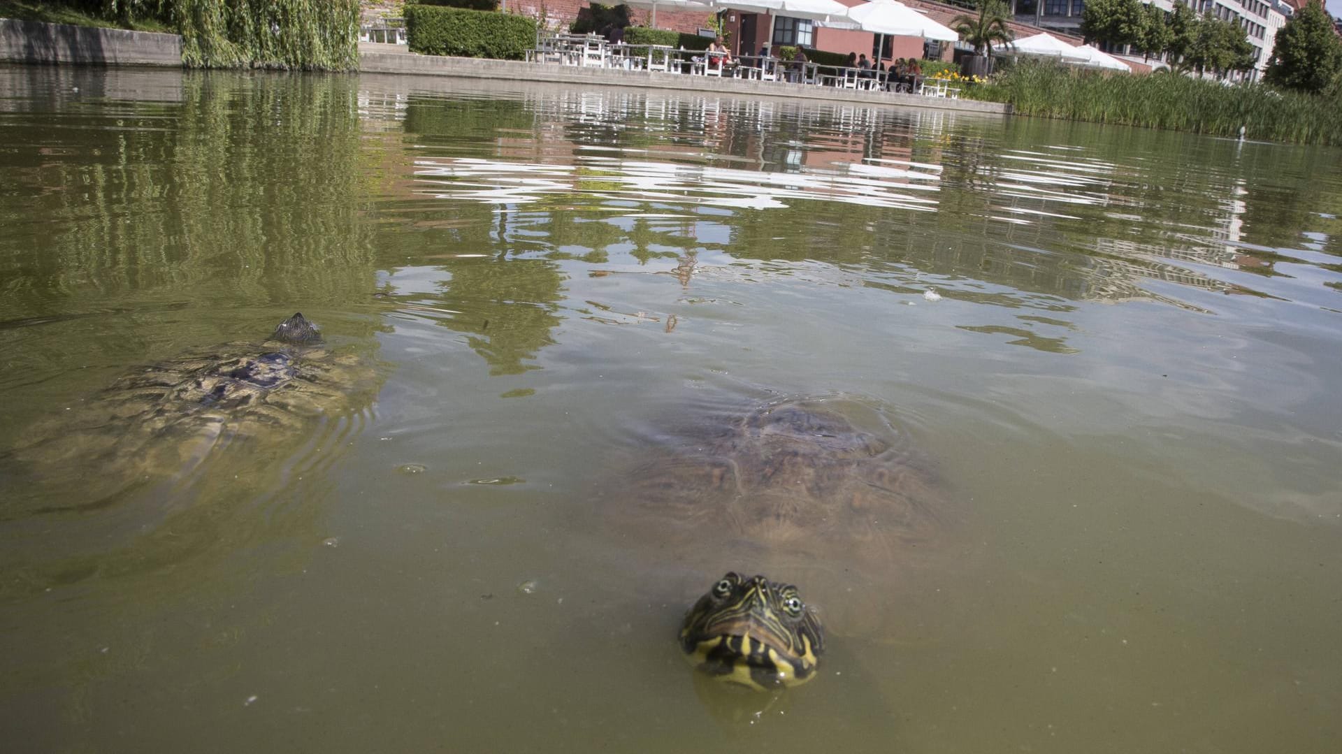 Wasserschildkröten im Engelbecken in Kreuzberg: Irgendjemand hat die Tiere ausgesetzt. Seitdem vermehren sie sich.