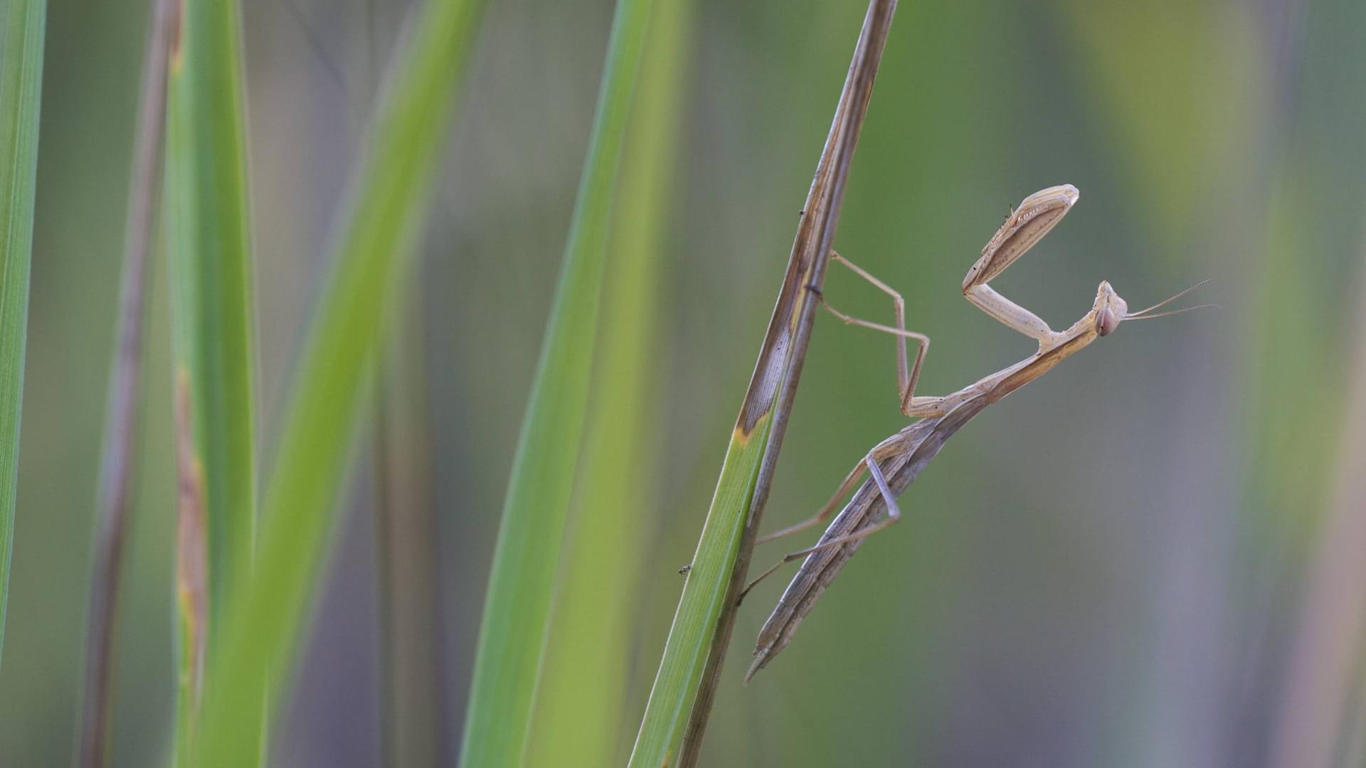 Eine Gottesanbeterin, fotografiert in Berlin: Die Schreckenart lebt in freie Wildbahn im Naturpark Südgelände in Schöneberg.