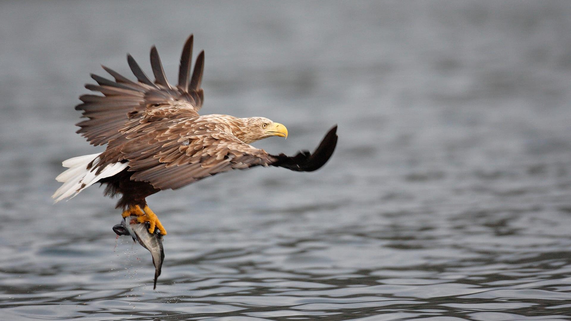 Ein Seeadler hat einen Fisch gefangen (Symbolbild): Der NABU hat zwei in Berlin lebende Seeadler registriert.