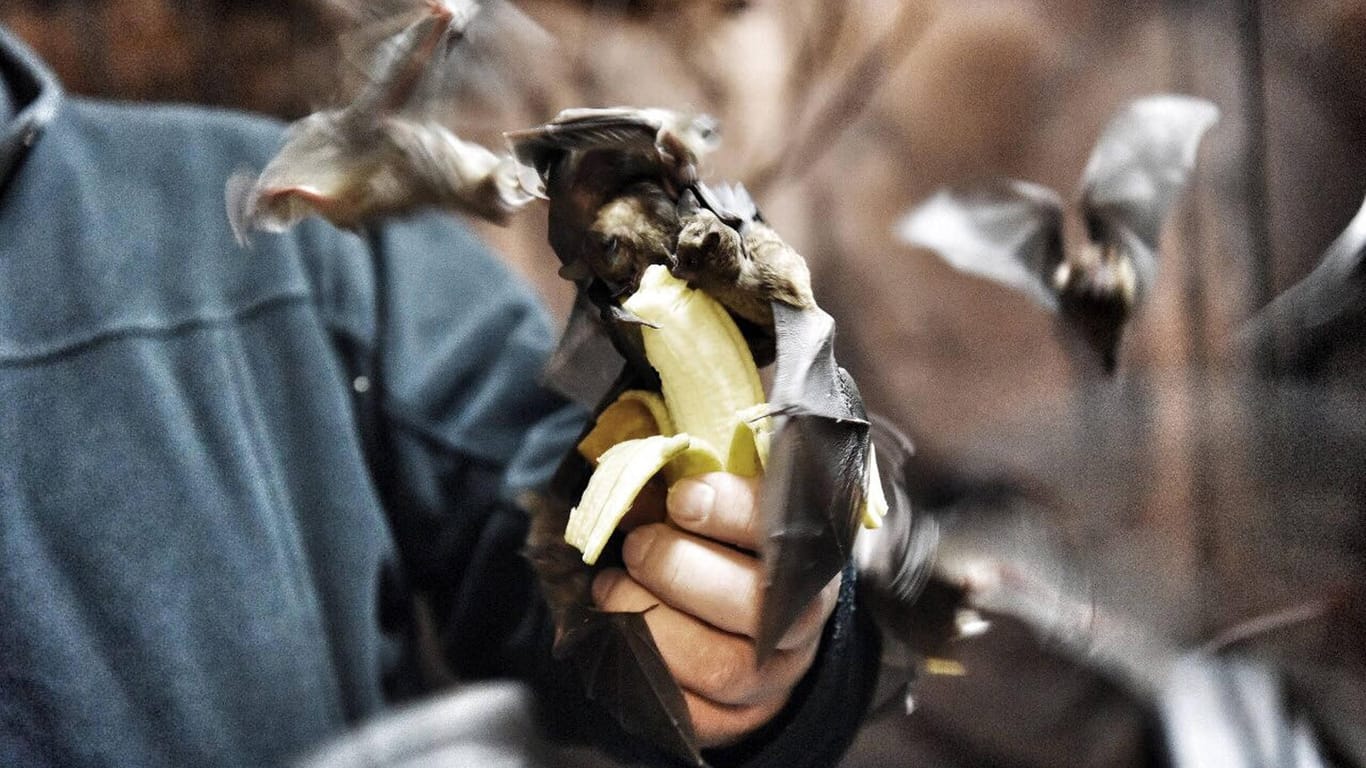 Fledermäuse essen eine Banane aus der Hand von Jörg Harder: Er ist Fledermausbeauftragter der Fledermäuse und Flughunde auf der Zitadelle Spandau.
