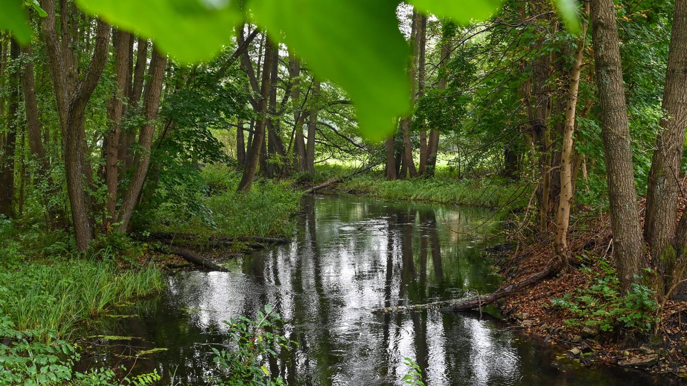Der kleine Fluss Löcknitz fließt durch das Löcknitztal: Das Naturschutzgebiet liegt nur wenige Hundert Meter Luftlinie von Teslas Gigafactory entfernt.