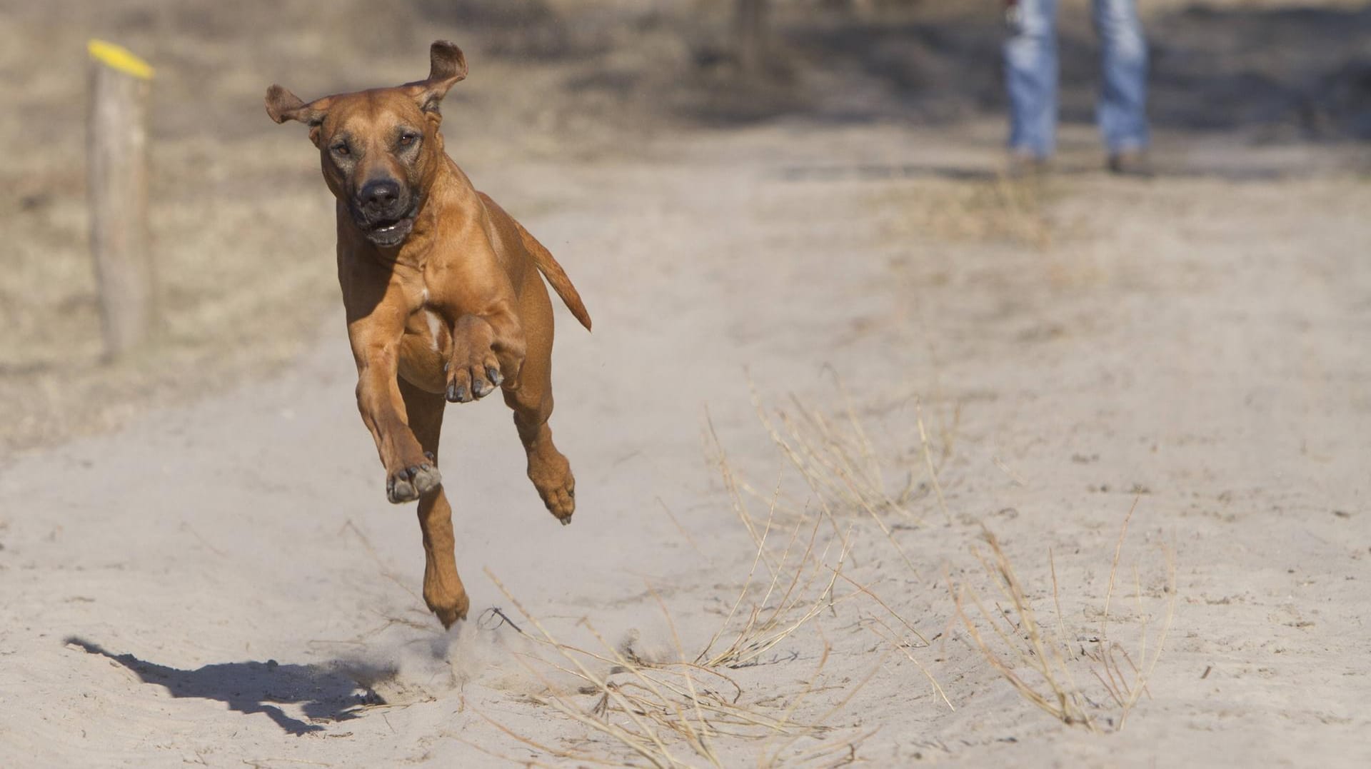 Ein Hund beim Gassi gehen: In Illerrieden hat ein Hund einen Exhibitionisten angegriffen. (Symbolfoto)