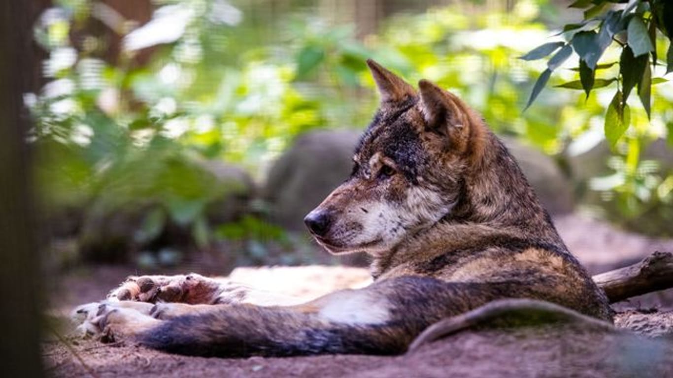 Döberitzer Heide-Wölfe - Stippvisite in Berlin möglich