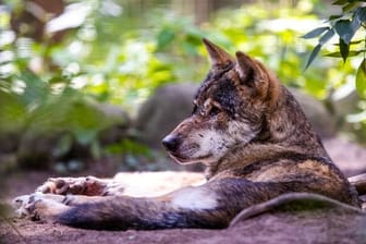 Döberitzer Heide-Wölfe - Stippvisite in Berlin möglich