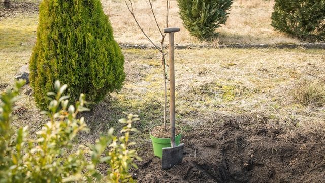 Bäume brauchen bestimmte Standortbedingungen, um gut zu wachsen. Bäume brauchen bestimmte Standortbedingungen, um gut zu wachsen.