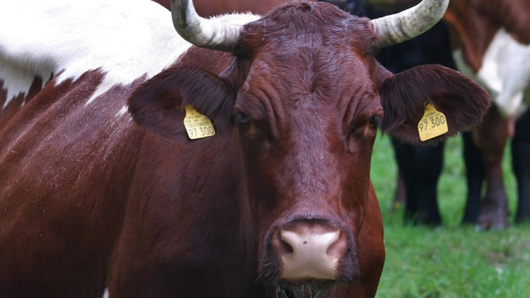 Auge in Auge mit der Kuh: Direkten Blickkontakt sollten Sie besser vermeiden.