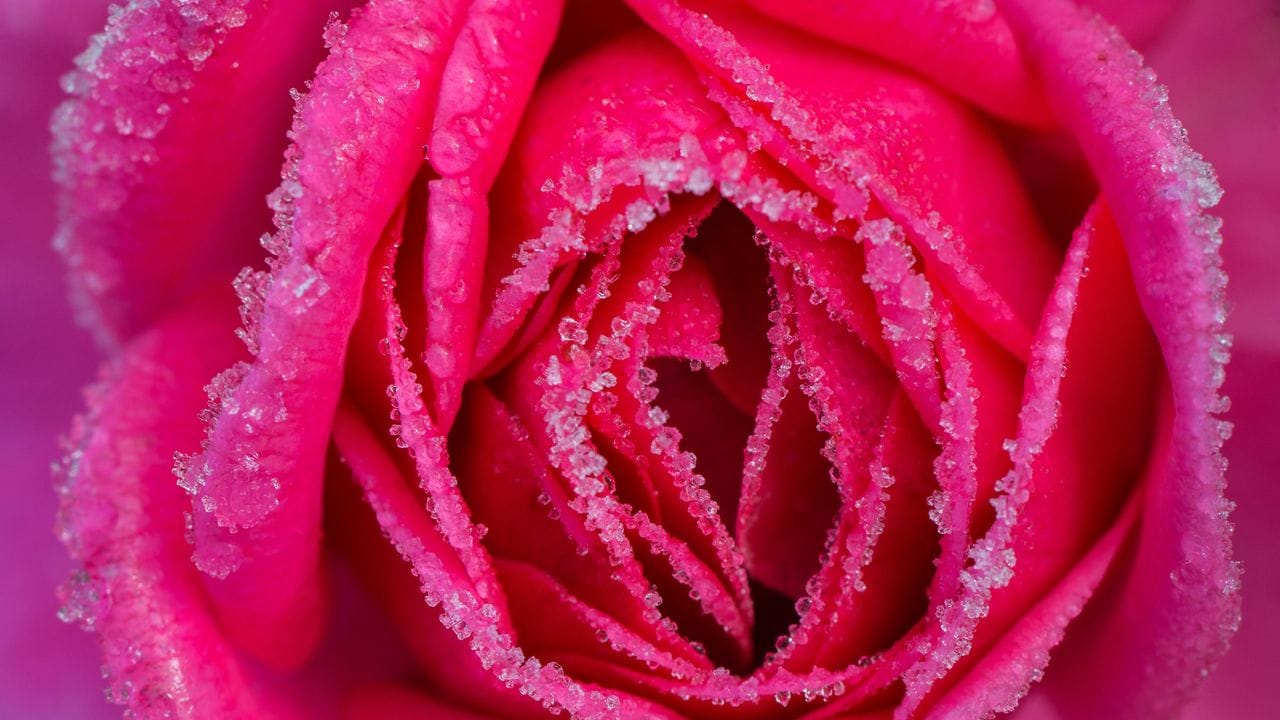 Laut Experten sind alle gängigen Rosen-Sorten eigentlich winterhart. Laut Experten sind alle gängigen Rosen-Sorten eigentlich winterhart.