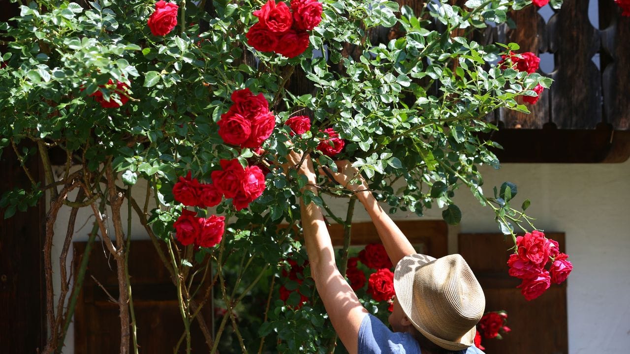 Ob aufrecht oder buschig: Mit der richtigen Pflege ist die Rosenpracht groß. Ob aufrecht oder buschig: Mit der richtigen Pflege ist die Rosenpracht groß.