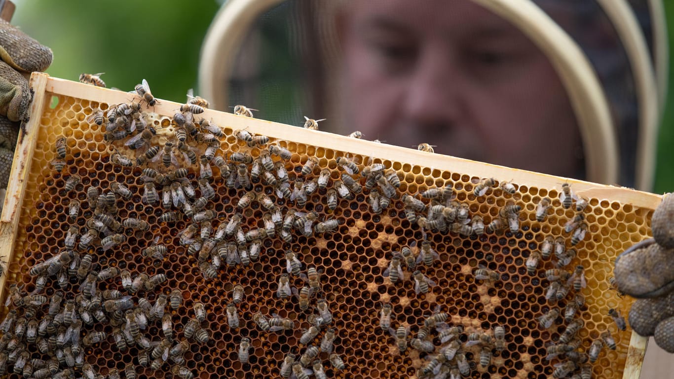 Bienenwabe: Deutschlands Imker haben in diesem Jahr deutlich weniger Honig eingeholt als in den Vorjahren.