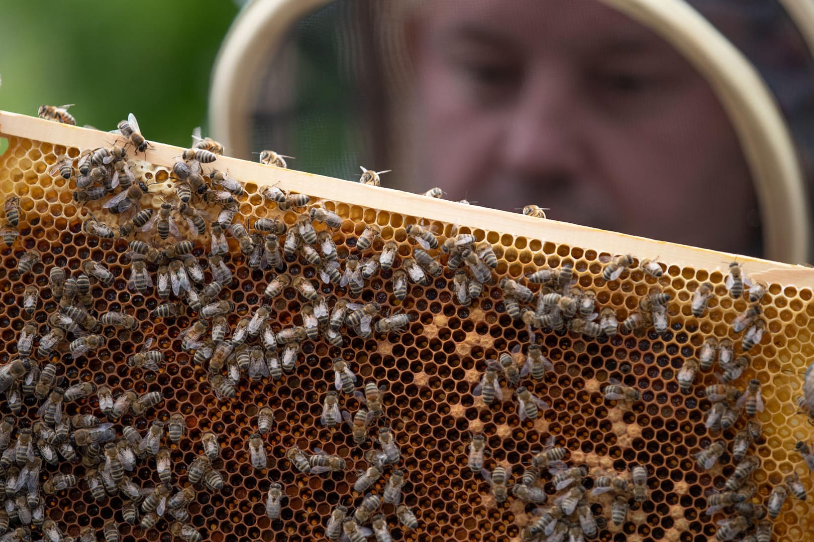 Bienenwabe: Deutschlands Imker haben in diesem Jahr deutlich weniger Honig eingeholt als in den Vorjahren.