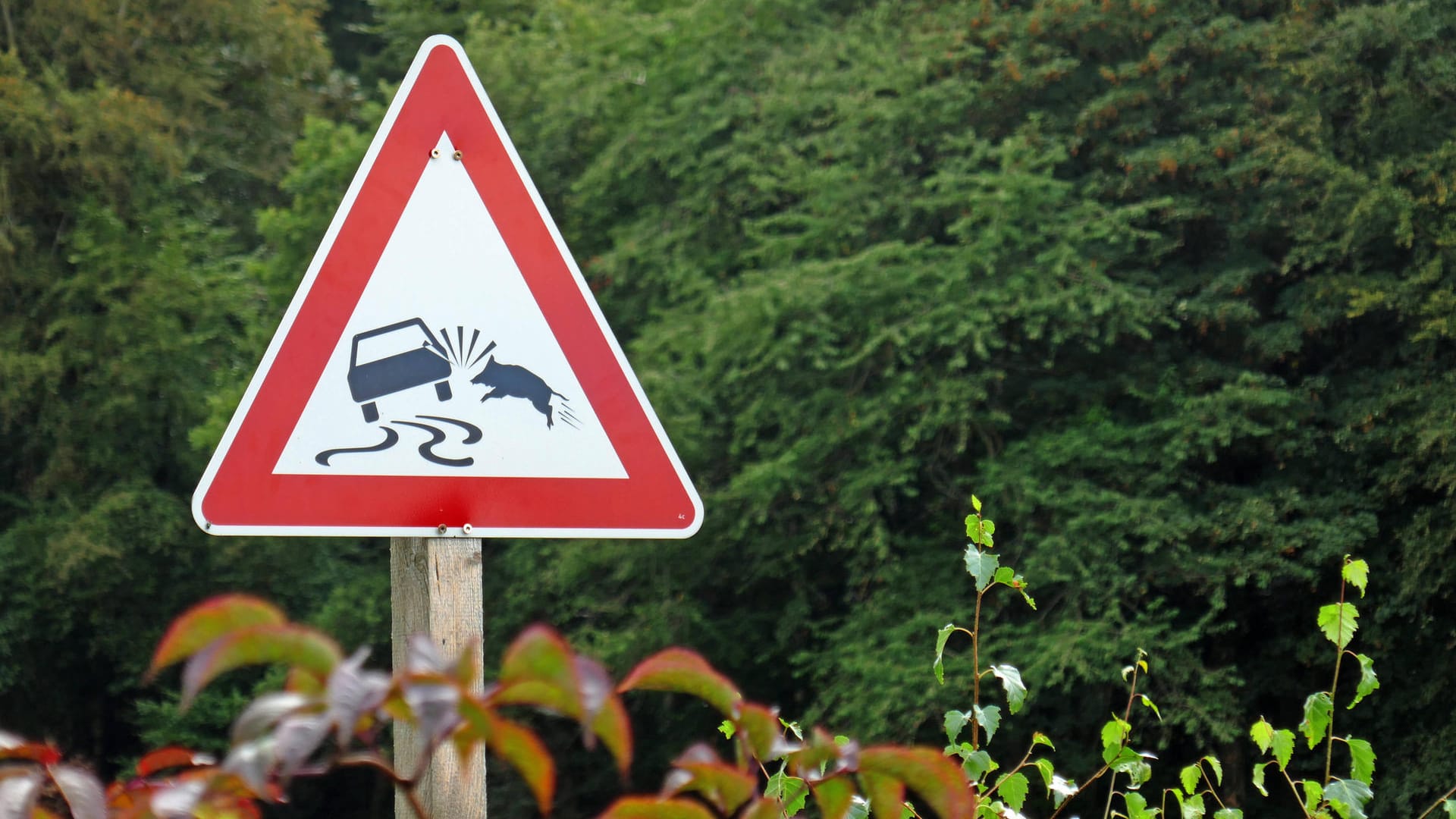 Ein Schild warnt vor Schleudergefahr durch Wildwechsel (Symbolfoto): Drei Autos wurden wegen größerer Beschädigungen abgeschleppt. Ein Schild warnt vor Schleudergefahr durch Wildwechsel (Symbolfoto): Drei Autos wurden wegen größerer Beschädigungen abgeschleppt.