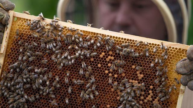 Ein Imker hält eine Bienenwabe in den Händen.