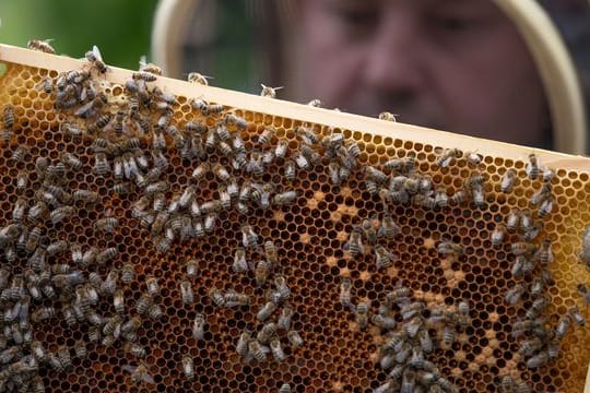 Ein Imker hält eine Bienenwabe in den Händen.