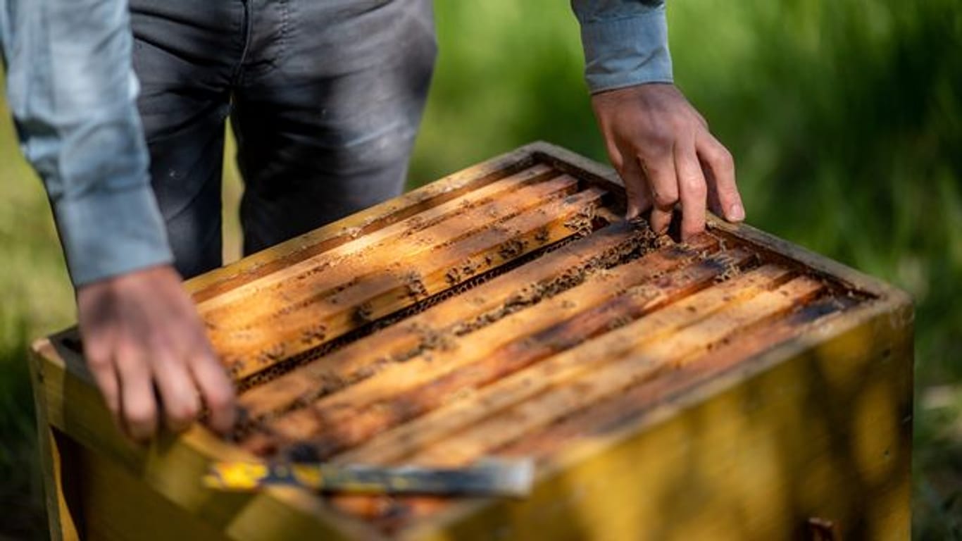 Im Sommer sind Imkerinnen und Imker jeden Tag damit beschäftigt, nach den Bienenvölkern zu sehen.