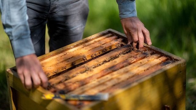 Im Sommer sind Imkerinnen und Imker jeden Tag damit beschäftigt, nach den Bienenvölkern zu sehen.