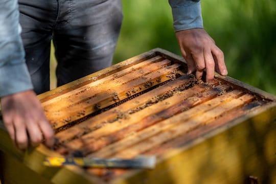 Im Sommer sind Imkerinnen und Imker jeden Tag damit beschäftigt, nach den Bienenvölkern zu sehen.