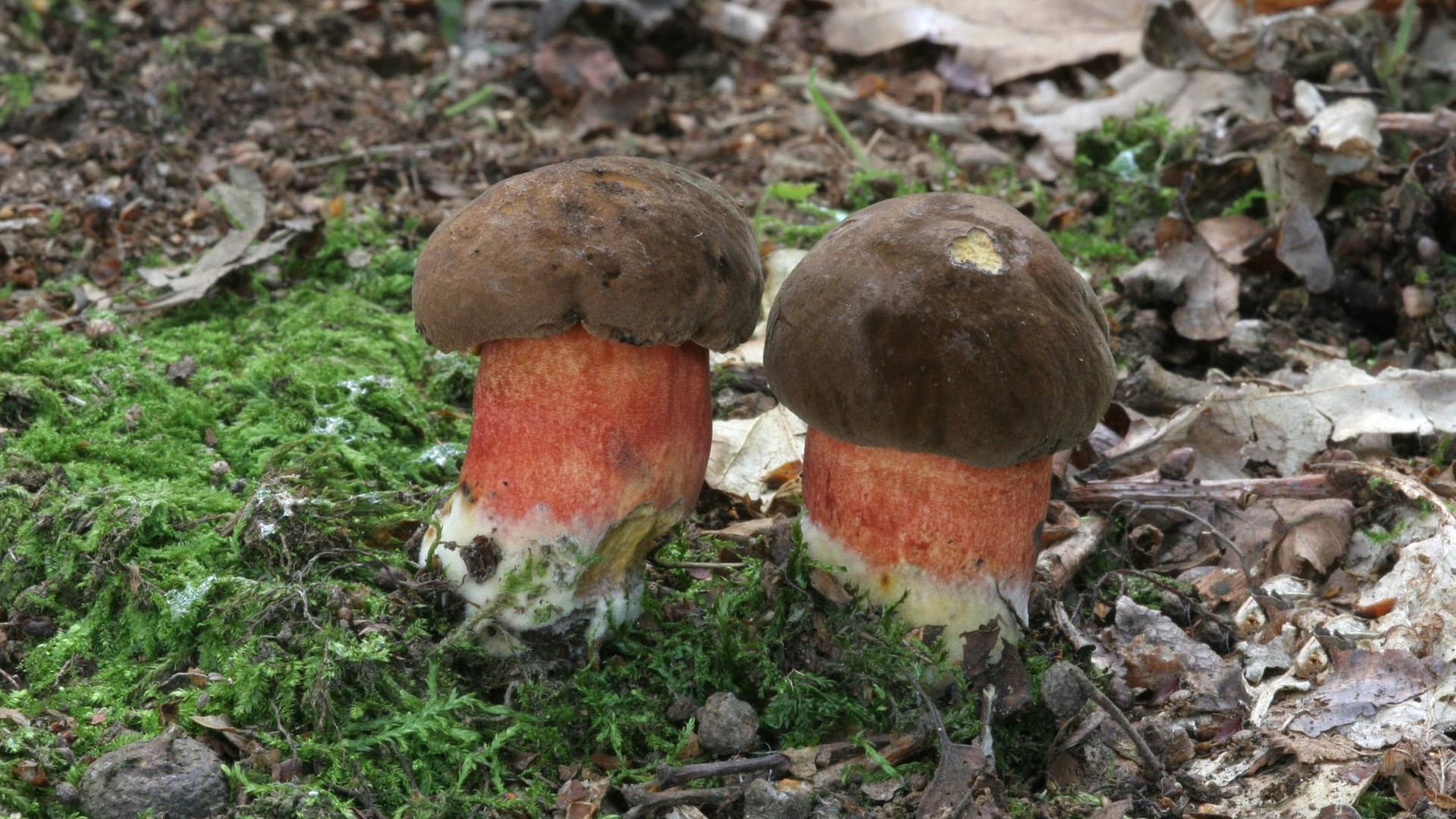 Flockenstieliger Hexenröhrling (Neoboletus luridiformis): Er gilt gekocht als hervorragender Speisepilz.